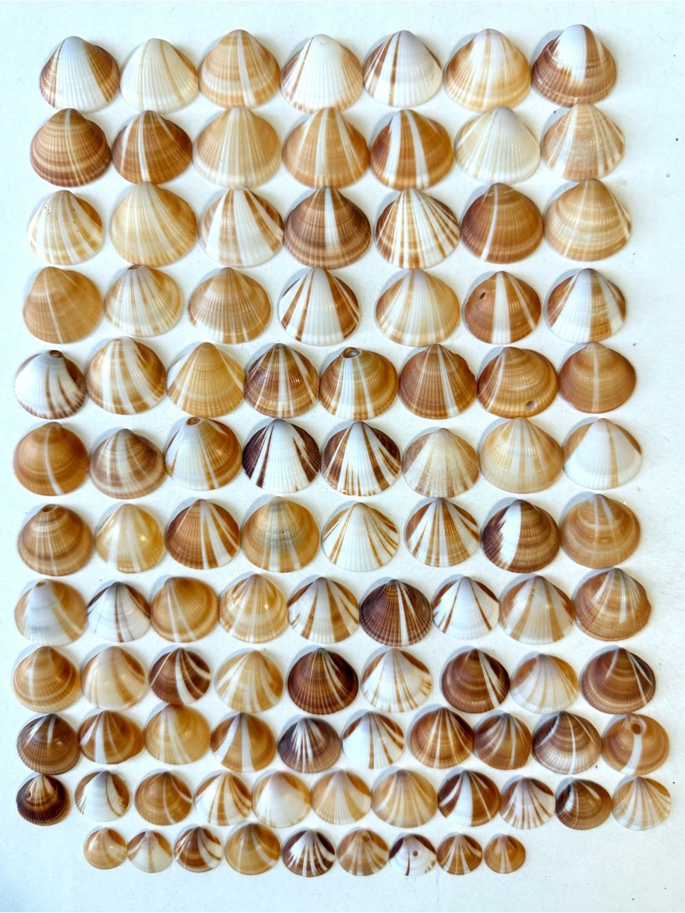 Seashells 100 Spectral Bittersweet Clam Shells Small 3/8” to 1” Beach Crafts